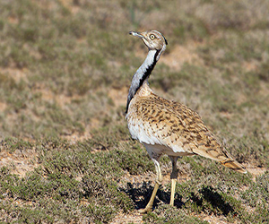 Интернеттегі африкалық порно